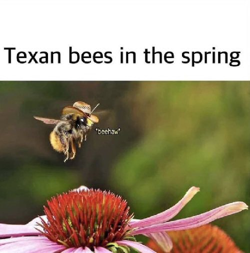 /images/Beehaw.jpg