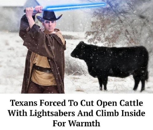 /images/Cattle.jpg