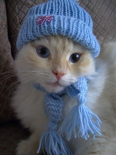 /images/bonnetcat.jpg